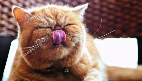 娱乐吃瓜猫咪视频大全免费观看,免费观看吃瓜视频大全