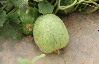 小孩娱乐吃瓜,小宝贝们的快乐“吃瓜”时光